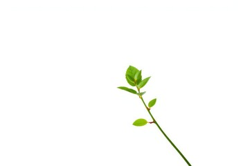 Single vibrant green plant isolated on pure white background, flora,  seedling