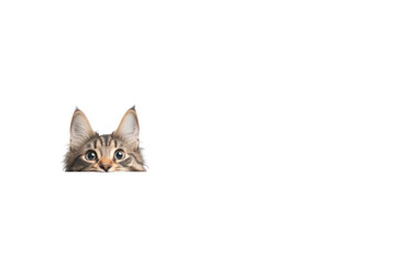A playful dog and a curious cat peeking over a web banner, both with wide eyes and their faces half-visible, displaying their distinct features. 