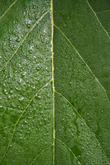 Macro close-up of a green leaf with water droplets highlighting its vibrant texture and detailed veins, symbolizing freshness and nature. Skin hydration concept