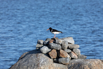 Eurasian oystercatchers stand on a large rock