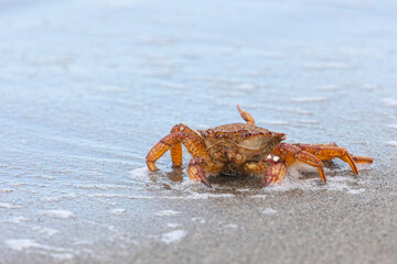 Big crab on the seashore. Close-up