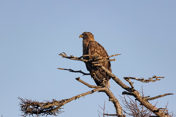 White-tailed eagle sits on a tree against the sky