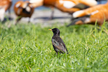 A starling stands on the green grass