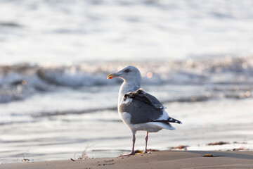 Seagull are sitting on a large stone close up