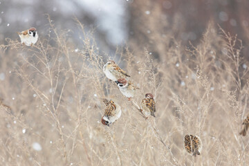 A sparrows sits on a tree branch on winter day