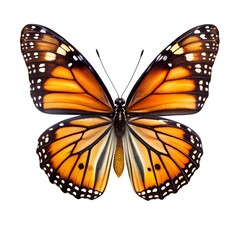 Obraz premium butterfly on isolated background