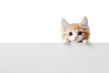 A small white dog with floppy ears and an orange cat with a sleek coat peeking over the top of a web banner, both looking directly at the camera.
