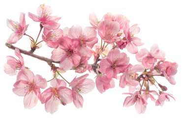 Fototapeta premium PNG Pink cherry blossoms delicate flowers springtime.