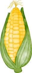 corn watercolor