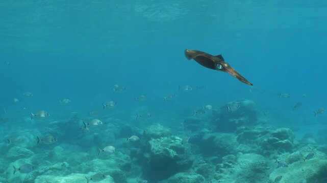 squid  underwater  calamari drifting and swimming underwater close and slow ocean scenery animal cephalophod loligo vulgaris