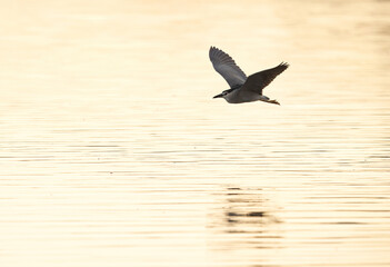 Black-crowned Night heron takeoff at Tubli bay, Bahrain