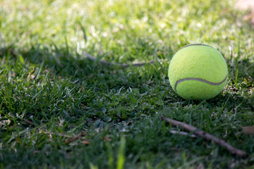 tennis ball on the garden grass