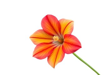 Naklejka premium A single, vibrant bloom isolated against a pure white backdrop, floral design, pure