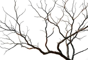 Fototapeta premium Bare, gnarled branches isolated against a pure white backdrop, silhouette, clean