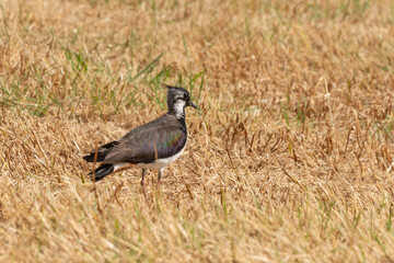 Vanneau huppé,.Vanellus vanellus, Northern Lapwing