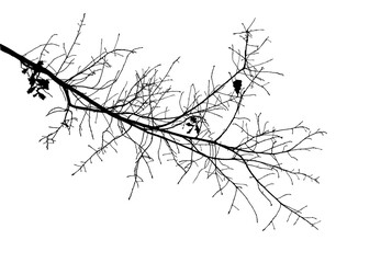 Black and white image of natural large old oak tree branch with leaves on white background