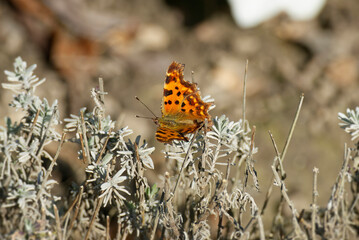 Comma butterfly (Polygonia c-album) sitting on lavender in Zurich, Switzerland