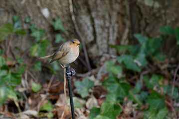 European robin (Erithacus rubecula) sitting on a black stick in Zurich, Switzerland