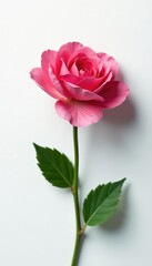 Obraz premium High-contrast shot of a flower against a plain white surface, petals, high contrast, white background