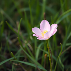 Fototapeta premium A delicate, blushing flower blooms alone in a lush meadow, petals curled inward, exuding a sense of shy,