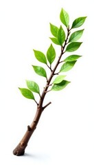 Fototapeta premium Long wooden branch with green leaves and twigs isolated on white background, isolated, tree, foliage