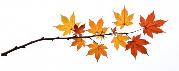 Fototapeta premium Single isolated branch of maple tree on white background with subtle shadows, calm, nature, isolation