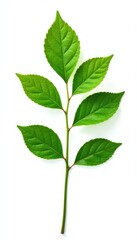 Obraz premium Single isolated branch on white background with delicate leaves and intricate veins, natural, isolated branches, greenery