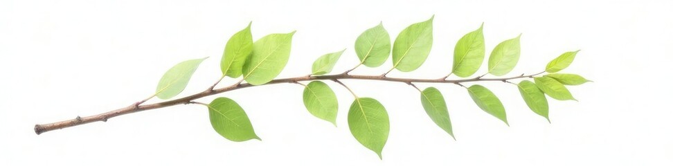 Fototapeta premium Single isolated branch with delicate leaves on white background, nature, natural