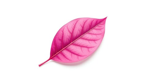 Obraz premium Single leaf, isolated on pure white background, graphic, leaves