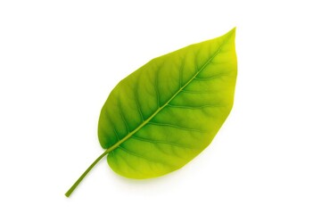 Obraz premium Single leaf, isolated on pure white background, pure, organic