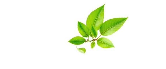 Fototapeta premium Single vibrant green plant, isolated on pure white, botany, flora