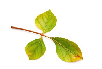 Fototapeta premium Single wilted leaf isolated on pure white backdrop, picture, macro