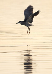Black-crowned Night heron takeoff at Tubli bay, Bahrain