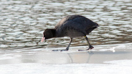 black crowned night heron