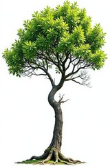 Twisted tree branches isolated on white background, branch, nature