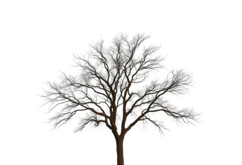 A solitary tree stands against a stark white backdrop, branches reaching skyward, photo, graphic