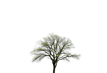A solitary tree stands against a pure white backdrop, branches reaching skyward, photography, image