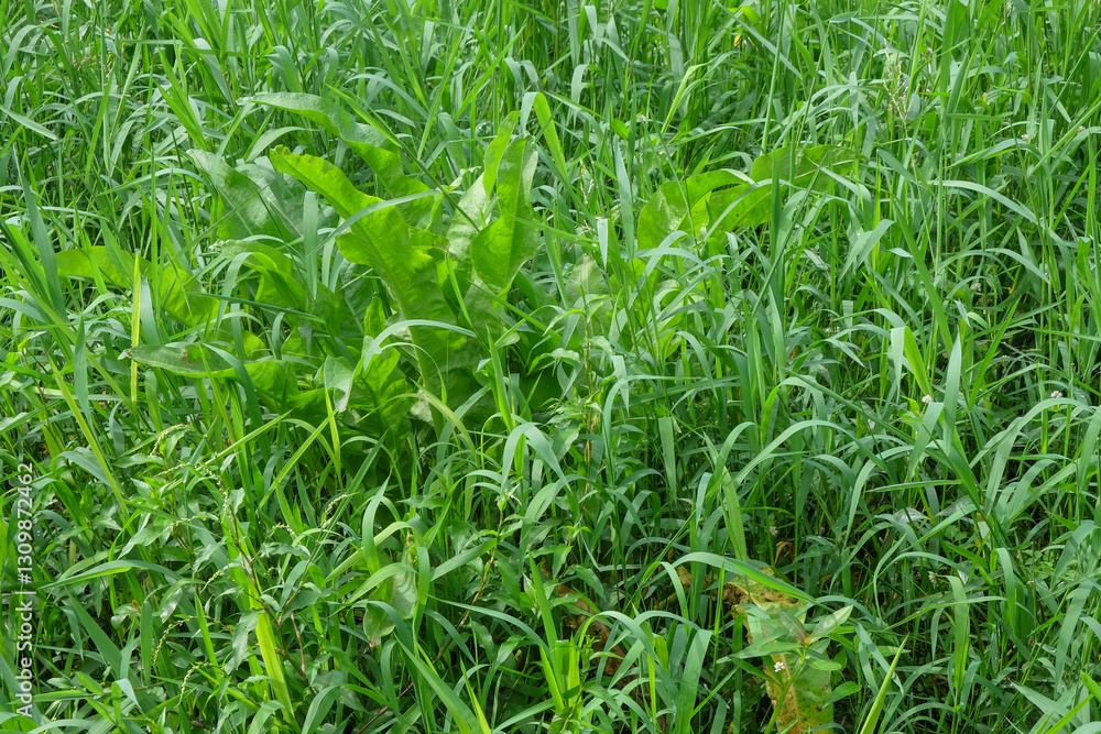 Poster background of abstract patterns and shapes of green grass.grass growing wild.concept of green ecolog