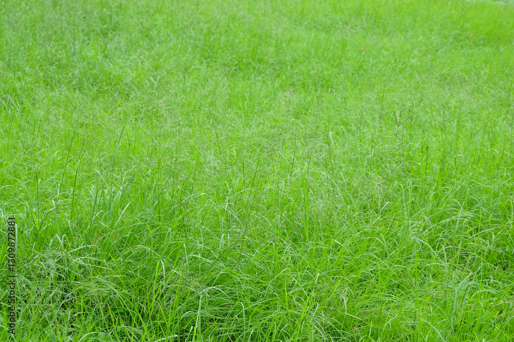Poster background of abstract patterns and shapes of green grass.grass growing wild.concept of green ecolog