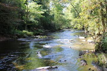 Obraz premium stream in the forest