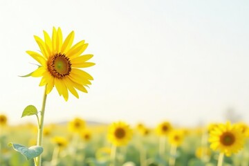 A solitary sunflower blooms in front of a bright white space, simple, solo flower
