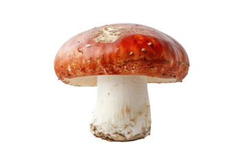 Single Red Mushroom on White Background - A single, vibrant red mushroom with a creamy white stem stands against a stark white backdrop. It symbolizes nature, growth, hidden beauty, fragility