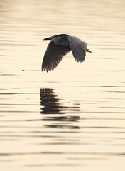 Black-crowned Night heron flying  at Tubli bay, Bahrain