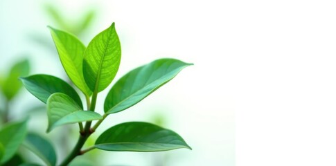 lush green leaves of a single plant against bright white backdrop, flora, greenery