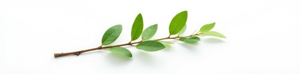 Single isolated branch on white background with subtle texture, organic, white background