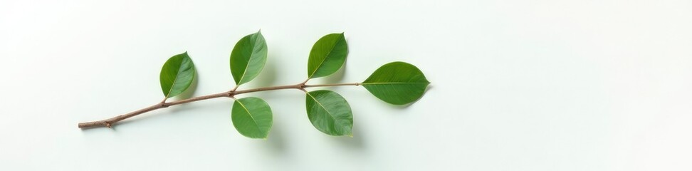 Single isolated eucalyptus leaf branch on white sheet, simple, branch