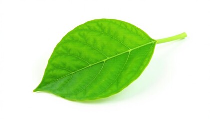 Obraz premium Small green leaf isolated on white background, flora, nature