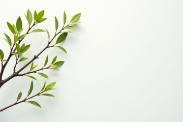 Fototapeta premium Delicate tree branches on a crisp white background, foliage, branches, natural