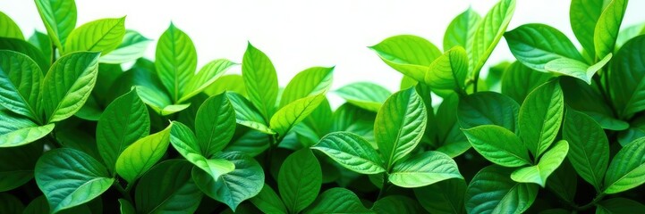 Fototapeta premium dense foliage with large leaves isolated on white background, greenery, isolated