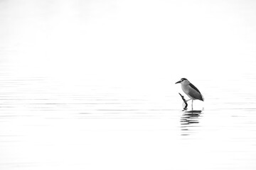 A highkey image of Black-crowned Night heron at Tubli bay, Bahrain